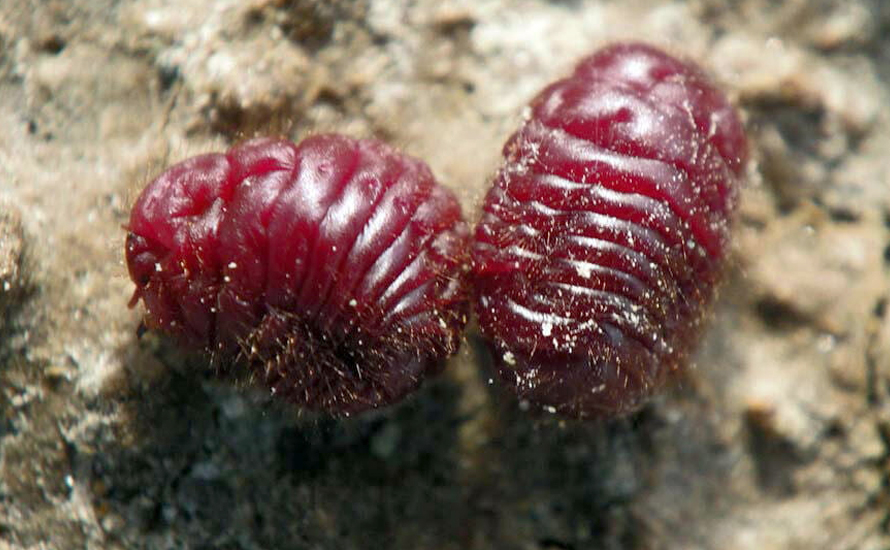 E120 alarmı: Fark etmeden böcek tüketiyor olabilirsiniz!